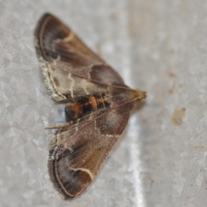 Pyralis farinalis at Wamboin, NSW - 3 Dec 2018 02:07 PM