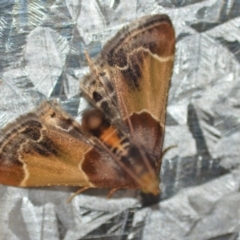 Pyralis farinalis at Wamboin, NSW - 3 Dec 2018 02:07 PM