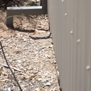 Egernia cunninghami at Wamboin, NSW - 3 Dec 2018 02:09 PM