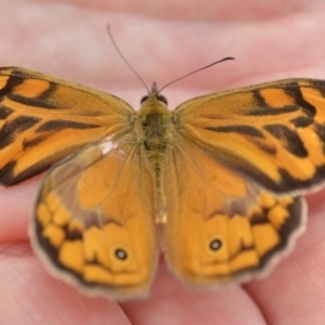 Heteronympha merope at Wamboin, NSW - 7 Dec 2018