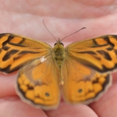 Heteronympha merope at Wamboin, NSW - 7 Dec 2018