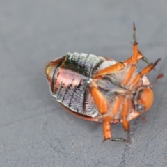 Anoplognathus porosus (Porosus Christmas beetle) at Wamboin, NSW - 7 Dec 2018 by natureguy