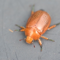 Anoplognathus porosus at Wamboin, NSW - 7 Dec 2018 12:47 PM