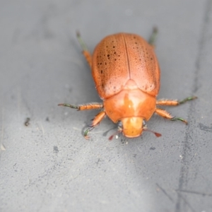 Anoplognathus porosus at Wamboin, NSW - 7 Dec 2018 12:47 PM