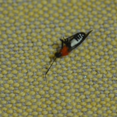 Braconidae (family) (Unidentified braconid wasp) at Wamboin, NSW - 7 Dec 2018 by natureguy