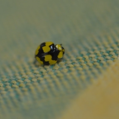 Illeis galbula (Fungus-eating Ladybird) at Wamboin, NSW - 7 Dec 2018 by natureguy