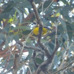 Pachycephala pectoralis (Golden Whistler) at Bermagui, NSW - 17 May 2019 by JackieLambert