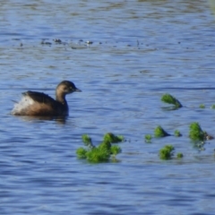 Tachybaptus novaehollandiae (Australasian Grebe) at Bermagui, NSW - 17 May 2019 by JackieLambert
