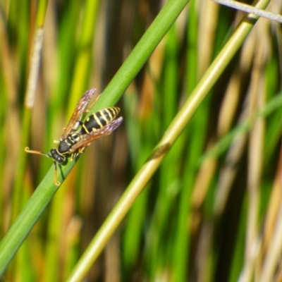Polistes (Polistes) chinensis (Asian paper wasp) at Bermagui, NSW - 18 May 2019 by JackieLambert