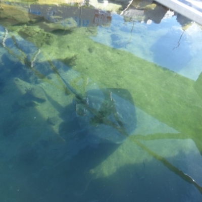 Bathytoshia brevicaudata (Smooth Stingray) at Bermagui, NSW - 26 Apr 2019 by JackieLambert
