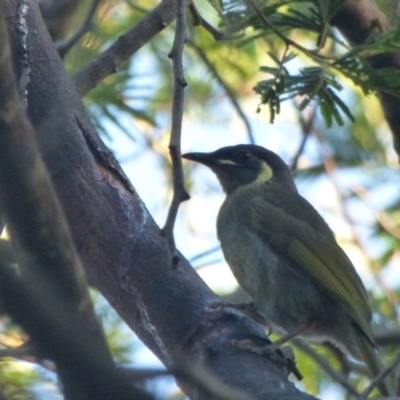 Meliphaga lewinii (Lewin's Honeyeater) at Bermagui, NSW - 3 Mar 2019 by Jackie Lambert