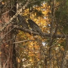 Podargus strigoides (Tawny Frogmouth) at Yarralumla, ACT - 25 May 2019 by mtchl