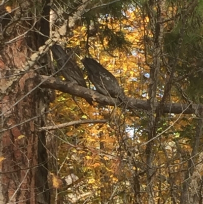 Podargus strigoides (Tawny Frogmouth) at Yarralumla, ACT - 25 May 2019 by mtchl