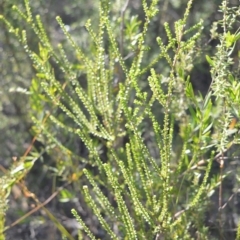 Leptospermum epacridoideum (Jervis Bay Tea-tree) at West Nowra, NSW - 25 May 2019 by plants