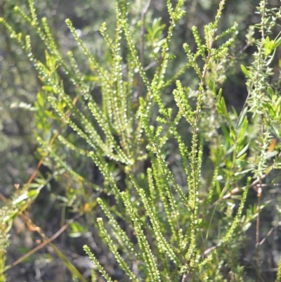 Leptospermum epacridoideum (Jervis Bay Tea-tree) at West Nowra, NSW - 25 May 2019 by plants