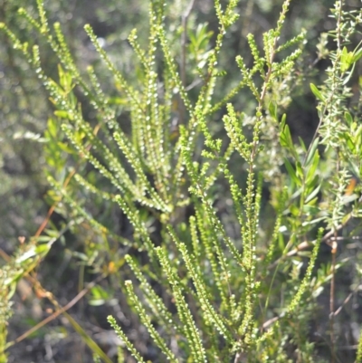 Leptospermum epacridoideum (Jervis Bay Tea-tree) at West Nowra, NSW - 24 May 2019 by plants