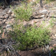 Leptospermum sejunctum (Bomaderry Tea-Tree) at West Nowra, NSW - 25 May 2019 by plants