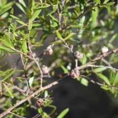 Leptospermum sejunctum at West Nowra, NSW - 25 May 2019 12:00 AM