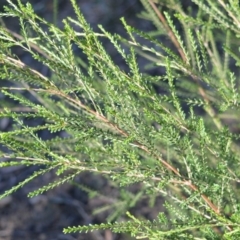 Triplarina nowraensis (Nowra Heath Myrtle) at West Nowra, NSW - 24 May 2019 by plants