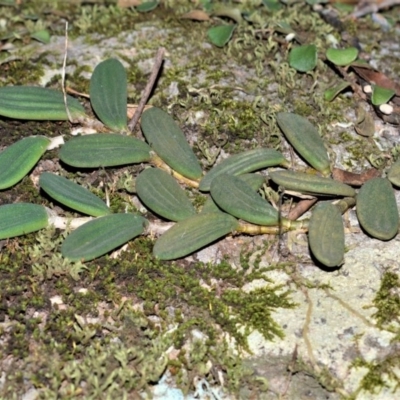 Dockrillia linguiformis (Thumb-nail Orchid) at West Nowra, NSW - 25 May 2019 by plants