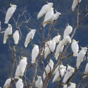 Cacatua tenuirostris at Kambah, ACT - 24 May 2019