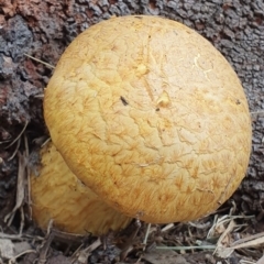 Gymnopilus junonius (Spectacular Rustgill) at Huskisson, NSW - 25 May 2019 by AaronClausen