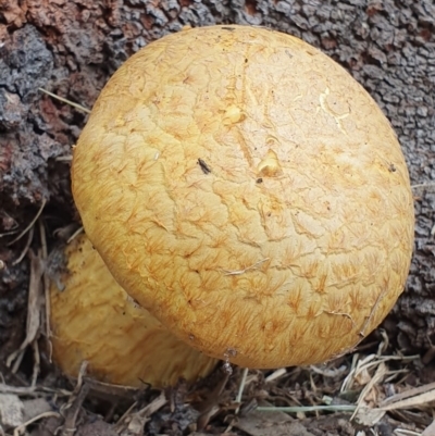 Gymnopilus junonius (Spectacular Rustgill) at Huskisson, NSW - 26 May 2019 by AaronClausen