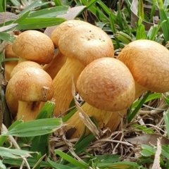 Gymnopilus junonius (Spectacular Rustgill) at Huskisson, NSW - 26 May 2019 by AaronClausen