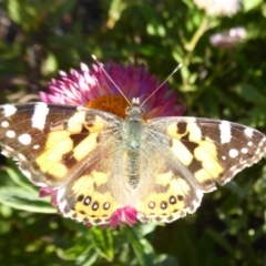 Vanessa kershawi (Australian Painted Lady) at Acton, ACT - 20 May 2019 by Christine