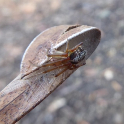 Deliochus sp. (genus) (A leaf curling spider) at ANBG - 20 May 2019 by Christine