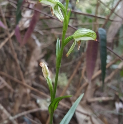 Pterostylis longifolia (Tall Greenhood) at Fitzroy Falls - 24 May 2019 by AliciaKaylock