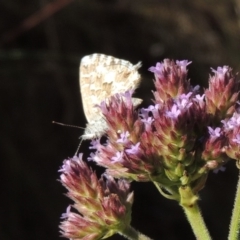 Theclinesthes serpentata (Saltbush Blue) at Paddys River, ACT - 27 Mar 2019 by michaelb