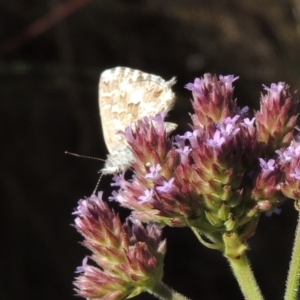 Theclinesthes serpentata at Paddys River, ACT - 27 Mar 2019