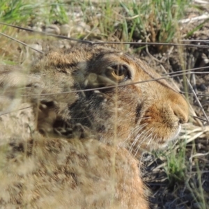 Lepus capensis at Tuggeranong DC, ACT - 27 Mar 2019 06:00 PM