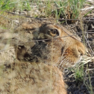 Lepus capensis (Brown Hare) at Tuggeranong DC, ACT - 27 Mar 2019 by MichaelBedingfield