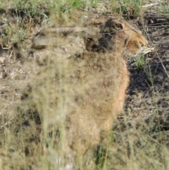 Lepus capensis at Tuggeranong DC, ACT - 27 Mar 2019