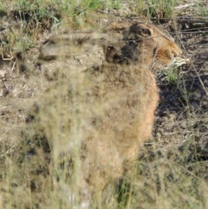 Lepus capensis at Tuggeranong DC, ACT - 27 Mar 2019