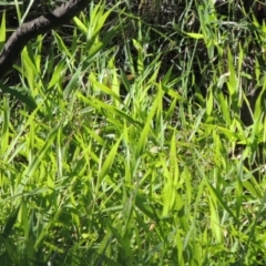 Isachne globosa (Swamp Millet) at Point Hut to Tharwa - 27 Mar 2019 by MichaelBedingfield