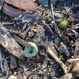 Cyrtostylis reniformis at suppressed - 4 May 2019