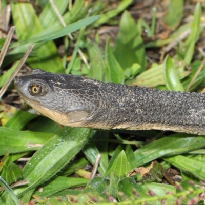 Chelodina longicollis (Eastern Long-necked Turtle) at Jerrabomberra Wetlands - 17 May 2019 by TimL