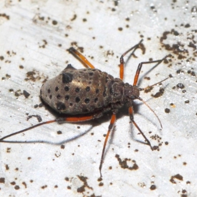 Tuberolachnus salignus (Giant willow aphid) at Jerrabomberra Wetlands - 17 May 2019 by TimL