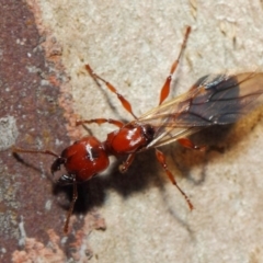 Podomyrma sp. (genus) (Muscleman Tree Ant) at Mount Majura - 19 May 2019 by TimL