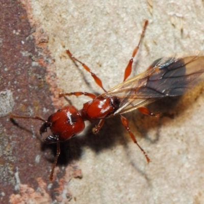 Podomyrma sp. (genus) (Muscleman Tree Ant) at Majura, ACT - 19 May 2019 by TimL