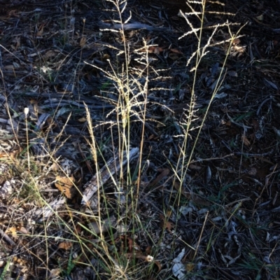 Eragrostis parviflora (Weeping Love Grass) at Hughes, ACT - 15 May 2019 by ruthkerruish