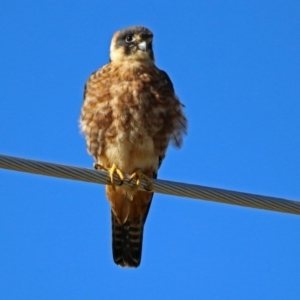 Falco longipennis at Fyshwick, ACT - 26 May 2019 11:50 AM