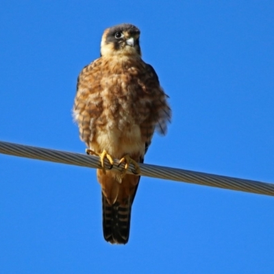 Falco longipennis (Australian Hobby) at Fyshwick, ACT - 26 May 2019 by RodDeb