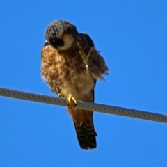 Falco longipennis at Fyshwick, ACT - 26 May 2019 11:50 AM