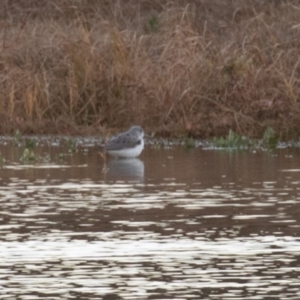 Tringa nebularia at Fyshwick, ACT - 26 May 2019