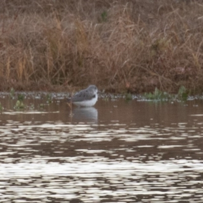 Tringa nebularia (Common Greenshank) at Fyshwick, ACT - 26 May 2019 by rawshorty