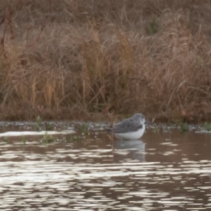 Tringa nebularia at Fyshwick, ACT - 26 May 2019 04:55 PM